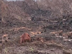 Viral Orang Utan Berjalan di Lahan Bekas Karhutla Kotim, BKSDA Telusuri Lokasi