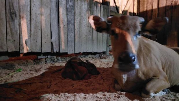 Anak banteng Jawa bersama Induknya di Pangandaran.