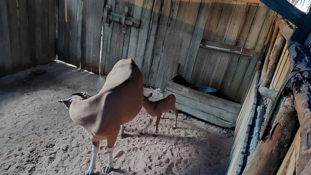 Anak Banteng Jawa Lahir di Pangandaran