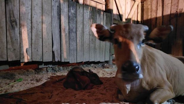 Anak Banteng Jawa Lahir di Pangandaran
