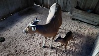 Kabar Gembira dari Pangandaran, Anak Banteng Jawa Lahir dengan Sehat