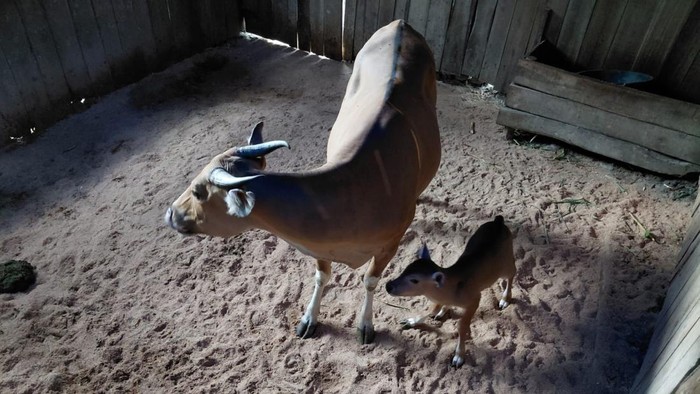 Anak Banteng Jawa Lahir di Pangandaran
