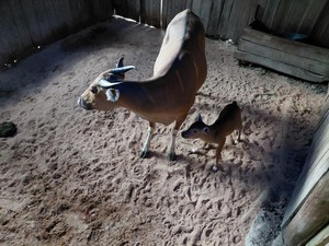 Kabar Gembira dari Pangandaran, Anak Banteng Jawa Lahir dengan Sehat