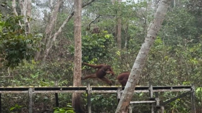 Area Feeding Orang Utan Tanjung Puting Rusak, Camp Leakey Ditutup