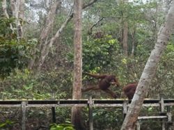 Area Feeding Orang Utan Tanjung Puting Rusak, Camp Leakey Ditutup