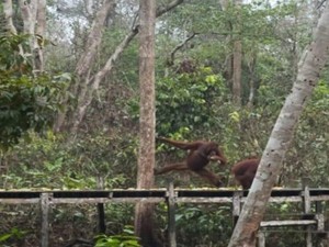 Area Feeding Orang Utan Tanjung Puting Rusak, Camp Leakey Ditutup