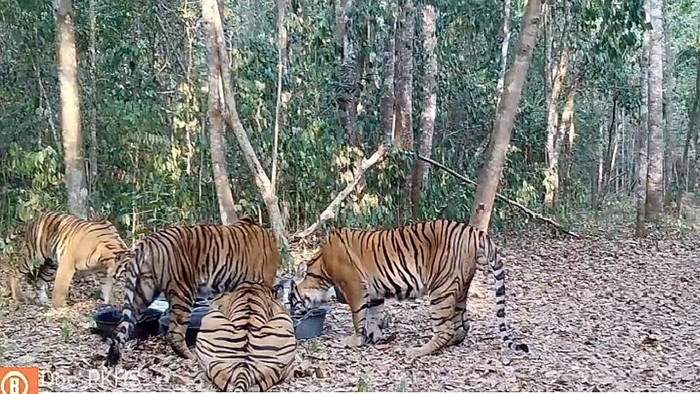 Induk Harimau dan tiga anaknya terekam kamera jebak minum di TN Way Kambas