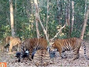 Momen Kamera Jebak Rekam Induk Harimau-3 Anaknya Minum di TN Way Kambas