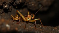 Ditemukan 3 Spesies Jangkrik Baru di Borneo, Semuanya Tanpa Sayap