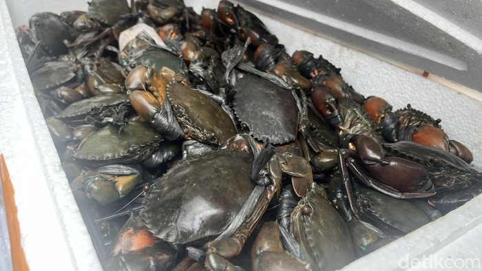 Kepiting Bakau yang jadi komoditas ekspor dari Sumut. (Kartika Sari/detikSumut)
