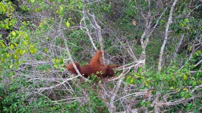 Di tengah ancaman karhutla yang masih membayangi kawasan Taman Nasional Tanjung Puting (TNTP), satu orang utan dewasa tertangkap kamera drone saat bertengger di atas pohon
