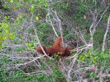 Sedih, Orang Utan Korban Karhutla Kalimantan Terekam Drone Tidur di Pucuk Pohon