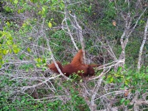 Orang Utan Terekam Drone Tiduran di Pohon, Relawan: Korban Karhutla TNTP
