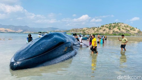 Paus sepanjang 25 meter terdampar di Pulau Kolong depan Pulau Kelelawar 17 Pulau Riung, Kabupaten Ngada, Nusa Tenggara Timur (NTT), Jumat (30/10/2026) pagi.