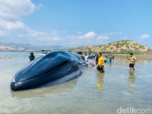Paus Raksasa 25 Meter Terdampar di Riung NTT, Masih Hidup