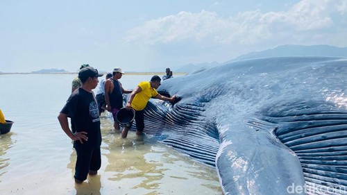 Paus sepanjang 25 meter terdampar di Pulau Kolong depan Pulau Kelelawar 17 Pulau Riung, Kabupaten Ngada, Nusa Tenggara Timur (NTT), Jumat (30/10/2026) pagi.