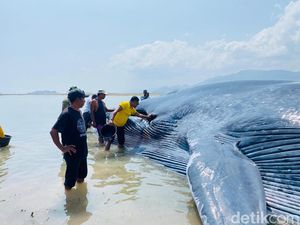 Paus Raksasa Terdampar di Riung NTT Jenis Balin, Punya Rambut di Mulut