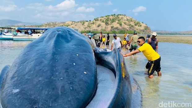 Paus sepanjang 25 meter terdampar di Pulau Kolong depan Pulau Kelelawar 17 Pulau Riung, Kabupaten Ngada, Nusa Tenggara Timur (NTT), Jumat (30/10/2026) pagi.