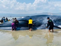 Akhir Melegakan Paus Raksasa 25 Meter Terdampar di Pulau Kolong