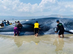 Akhir Melegakan Paus Raksasa 25 Meter Terdampar di Pulau Kolong