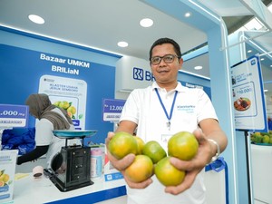 Dukungan Kredit BRI Bantu Kembangkan Usaha Jeruk Warga Jember