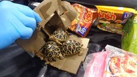 Jepang Berhasil Tangkap 3 Penyelundup Kura-kura Langka dari Thailand