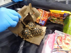 Jepang Berhasil Tangkap 3 Penyelundup Kura-kura Langka dari Thailand