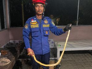 Kagetnya Cicih Temukan Ular Sawo Kopi Saat Memasak di Dapur