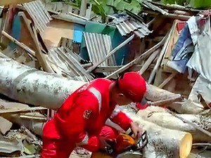 Pohon Tua Tumbang Timpa Rumah di Palabuhanratu Sukabumi