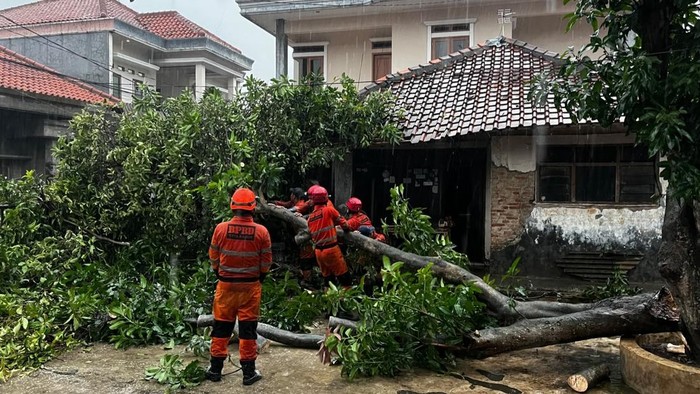 Hujan deras disertai angin kencang mengakibatkan pohon tumbang terjadi di Kecamatan Tanah Sareal dan Bogor Utara, Kota Bogor, Jumat (30/10/2026).