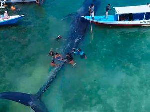 Paus Raksasa Terdampar di Riung NTT Dievakuasi 10 Perahu ke Tengah Laut