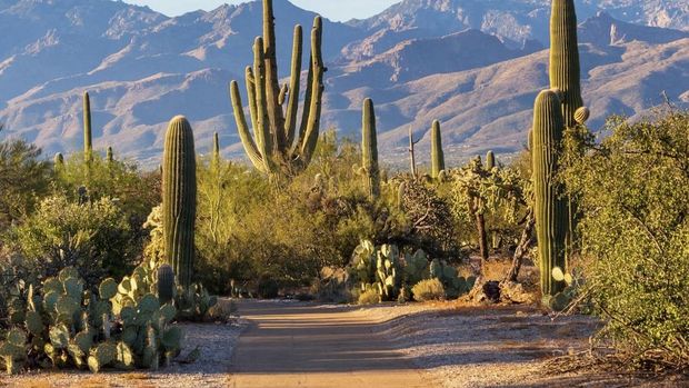 Taman Nasional Saguaro (Dok IG nationalparksguide)
