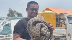 Tenggiling Besar Ditemukan di Banjarmasin, Ini Penampakannya