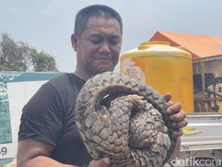 Tenggiling Besar Ditemukan di Banjarmasin, Ini Penampakannya