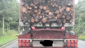 Katanya uang nggak tumbuh di pohon, tapi truk ini justru penuh kayu! Sopirnya seolah mau membuktikan pepatah itu salah. Kalau kayunya dijual, jadi duit juga, kan? Foto: Boredpanda