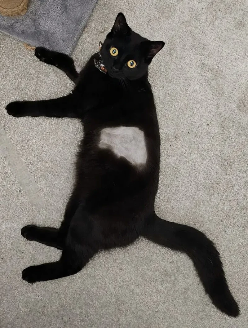 Sederet ilusi optik ini mampu membohongi mata kalian. Jadi perlu dilihat berkali-kali agar bisa paham.