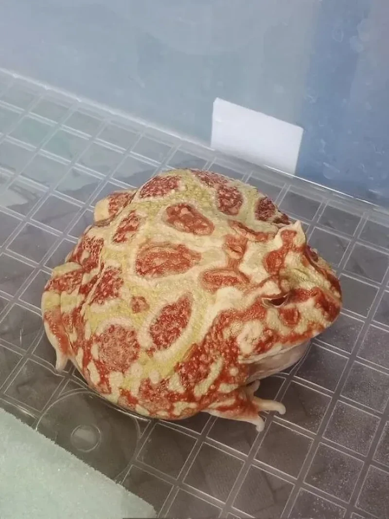 Sederet ilusi optik ini mampu membohongi mata kalian. Jadi perlu dilihat berkali-kali agar bisa paham.