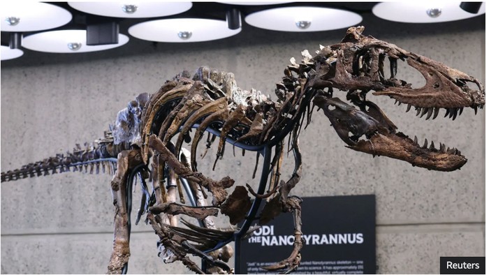 Dinosaurus Nanotyrannus Jodi yang dilelang Sothebys New York