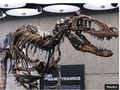 Dulu Dikira T-rex, Kini Fosil Kerangka Dinosaurus Ini Laku Dilelang Rp 792 M