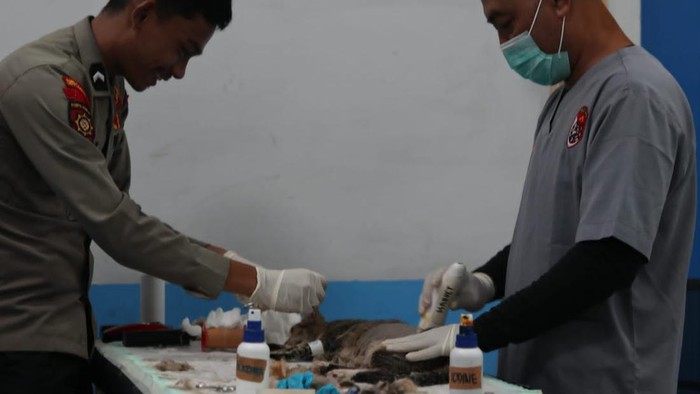 Direktorat Polisi Satwa (Ditpolsatwa) Korsabhara Baharkam Polri menggelar layanan sterilisasi terhadap puluhan ekor kucing di Rumah Sakit Hewan Polri Presisi, Jakarta (dok istimewa)