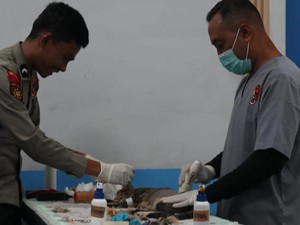 Dukung Pengendalian Populasi, Ditpolsatwa Polri Gelar Sterilisasi Kucing di Jakarta