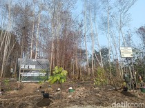 1.000 Pohon Ditanam di Area Bekas Karhutla Tahura Bukit Soeharto