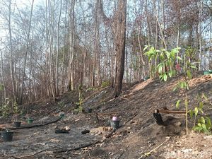 Kepala Otorita IKN: Karhutla Bukit Soeharto Jelas Dibakar, Serahkan ke Aparat