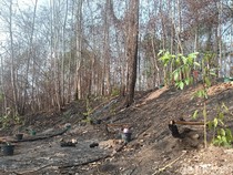 Kepala Otorita IKN: Karhutla Bukit Soeharto Jelas Dibakar, Serahkan ke Aparat