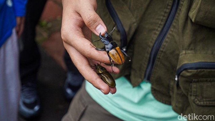 Mengenal Ekosistem Hutan UI Lewat Aksi Penjelajahan Serangga Sobat Air bersama Koloni Semut Indonesia mengajak sekitar 40 peserta dari usia 6 hingga 32 tahun menjelajahi Hutan UI jalur Wales Barat, Depok, Sabtu (31/10/2026).