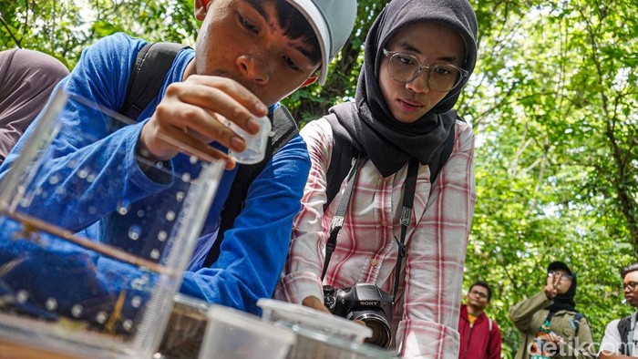 Mengenal Ekosistem Hutan UI Lewat Aksi Penjelajahan Serangga Sobat Air bersama Koloni Semut Indonesia mengajak sekitar 40 peserta dari usia 6 hingga 32 tahun menjelajahi Hutan UI jalur Wales Barat, Depok, Sabtu (31/10/2026).