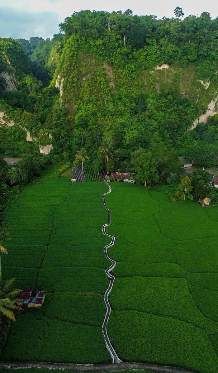 Pesona Wisata Alam Agrowisata Geopark Ngarai Sianok Bukittinggi Warga melintasi jalan di area persawahan kawasan agrowisata Geopark Ngarai Sianok, Bukittinggi, Sumatera Barat, Sabtu (31/10/2026). Kawasan agrowisata yang dikelola melalui kolaborasi Kelompok Tani (Poktan) Ngarai Saiyo dan Kelompok Sadar Wisata (Pokdarwis) Kayu Kubu tersebut menawarkan pengalaman wisata berbasis alam dan pertanian (eduwisata). ANTARA FOTO/Fitra Yogi/kye