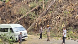 Pohon Tumbang Tutup Jalan Malino Gowa gegara Karhutla