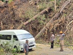Pohon Tumbang Tutup Jalan Malino Gowa gegara Karhutla