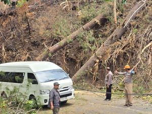 Pohon Tumbang Tutup Jalan Malino Gowa gegara Karhutla